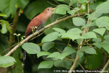 Middle American Squirrel-Cuckoo<br><i>Piaya thermophila</i>