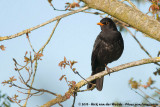 Common Blackbird<br><i>Turdus merula merula</i>