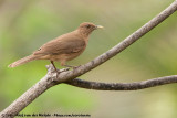 Clay-Colored Thrush (Grays Lijster)