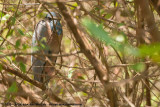 Boat-Billed Heron<br><i>Cochlearius cochlearius panamensis</i>