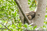 American Anteaters  (Echte Miereneters)