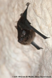 Greater White-Lined Bat<br><i>Saccopteryx bilineata centralis</i>