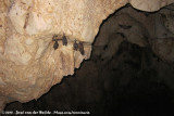 Sebas Short-Tailed Bat<br><i>Carollia perspicillata azteca</i>