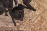 Greater Spear-Nosed Bat<br><i>Phyllostomus hastatus panamensis</i>