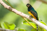 Gartered Trogon<br><i>Trogon caligatus concinnus</i>