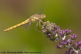 Vagrant Darter<br><i>Sympetrum vulgatum vulgatum</i>