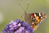 Painted Lady<br><i>Vanessa cardui</i>