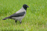 Hooded Crow<br><i>Corvus cornix cornix</i>