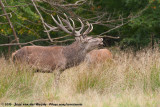 Red Deer<br><i>Cervus elaphus elaphus</i>