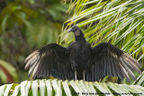 Black Vulture<br><i>Coragyps atratus</i>