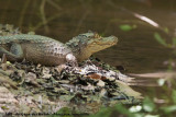 Spectacled Caiman<br><i>Caiman crocodilus fuscus</i>
