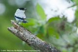 Black-Crowned Tityra<br><i>Tityra inquisitor fraserii</i>