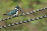Amazon Kingfisher<br><i>Chloroceryle amazona</i>