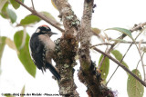 Hairy Woodpecker<br><i>Picoides villosus extimus</i>