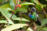 Fiery-Throated Hummingbird<br><i>Panterpe insignis insignis</i>