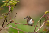 Volcano Hummingbird<br><i>Selasphorus flammula torridus</i>