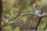 Acorn Woodpecker<br><i>Melanerpes formicivorus striatipectus</i>