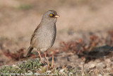 Volcano Junco<br><i>Junco vulcani</i>