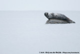 Harbour Seal<br><i>Phoca vitulina vitulina</i>