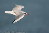 Black-Headed Gull<br><i>Chroicocephalus ridibundus</i>