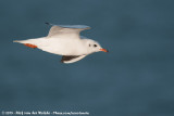 Black-Headed Gull<br><i>Chroicocephalus ridibundus</i>