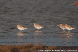 Eurasian Curlew<br><i>Numenius arquata arquata</i>