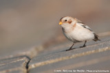 Snow Bunting<br><i>Plectrophenax nivalis ssp.</i>