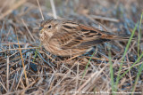 Pine Bunting<br><i>Emberiza leucocephalos leucocephalos</i>