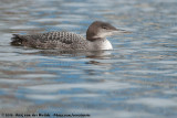 Common Loon<br><i>Gavia immer</i>