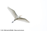 Great Egret<br><i>Ardea alba alba</i>
