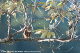 Costa Rican Pygmy Owl<br><i>Glaucidium costaricanum</i>