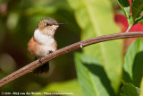 Scintillant Hummingbird<br><i>Selasphorus scintilla</i>