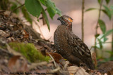 Spotted Wood Quail<br><i>Odontophorus guttatus</i>