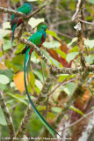 Resplendent Quetzal<br><i>Pharomachrus mocinno costaricensis</i>