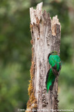 Resplendent Quetzal<br><i>Pharomachrus mocinno costaricensis</i>