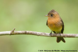 Northern Tufted Flycatcher<br><i>Mitrephanes phaeocercus aurantiiventris</i>