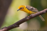 Flame-Colored Tanager<br><i>Piranga bidentata citrea</i>