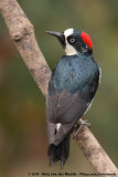 Acorn Woodpecker<br><i>Melanerpes formicivorus striatipectus</i>