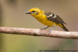 Flame-Colored Tanager<br><i>Piranga bidentata citrea</i>