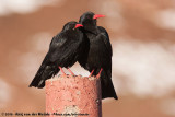 Red-Billed Chough<br><i>Pyrrhocorax pyrrhocorax barbarus</i>