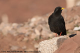 Alpine ChoughPyrrhocorax graculus graculus
