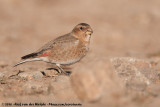 African Crimson-Winged Finch&#60;br&#62;&#60;i&#62;Rhodopechys sanguineus alienus&#60;/i&#62;