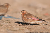 African Crimson-Winged Finch<br><i>Rhodopechys alienus</i>