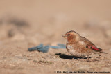 African Crimson-Winged Finch&#60;br&#62;&#60;i&#62;Rhodopechys sanguineus alienus&#60;/i&#62;