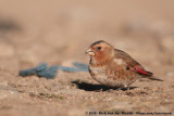 African Crimson-Winged Finch&#60;br&#62;&#60;i&#62;Rhodopechys sanguineus alienus&#60;/i&#62;
