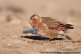 African Crimson-Winged Finch&#60;br&#62;&#60;i&#62;Rhodopechys sanguineus alienus&#60;/i&#62;