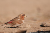 African Crimson-Winged Finch&#60;br&#62;&#60;i&#62;Rhodopechys sanguineus alienus&#60;/i&#62;