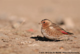 African Crimson-Winged Finch&#60;br&#62;&#60;i&#62;Rhodopechys sanguineus alienus&#60;/i&#62;