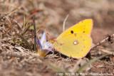 Clouded Yellow<br><i>Colias croceus</i>