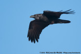 Northern Raven<br><i>Corvus corax tingitanus</i>